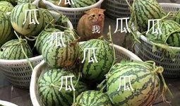 娱乐吃瓜头像高清图,带你领略潮流风尚